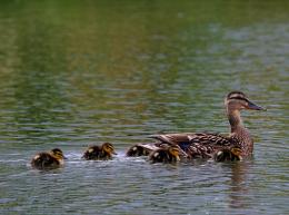 duck and ducklings